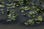 265-Delta del Danubio,7 agosto 2011